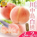 【ふるさと納税】【予約受付】桃の王様 こだわり農家厳選 川中島白桃 和歌山産の桃 大玉 特秀品 【選べる容量】 【2026年7月末頃~2026年8月末頃に順次発送予定】(お届け日指定不可)/ 桃 もも 川中島 白桃 フルーツ 果物 くだもの