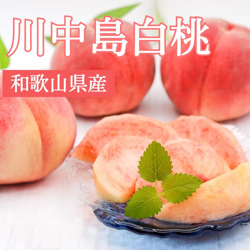【ふるさと納税】【予約受付】桃の王様【予約受付】こだわり農家厳選 川中島白桃 和歌山産の桃 大玉 特秀品 【選べる容量】 2025年8月初旬頃~2025年8月末頃に順次発送予定(お届け日指定不可)/ 桃 もも 川中島 白桃 フルーツ 果物 くだもの