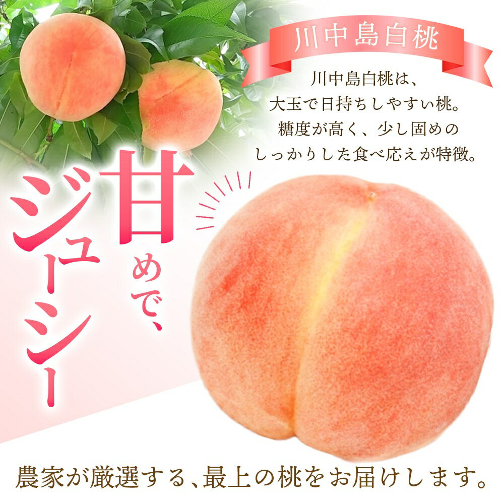 【ふるさと納税】【予約受付】桃の王様【予約受付】こだわり農家厳選 川中島白桃 和歌山産の桃 大玉 特秀品 【選べる容量】 2025年8月初旬頃～2025年8月末頃に順次発送予定（お届け日指定不可）/ 桃 もも 川中島 白桃 フルーツ 果物 くだもの