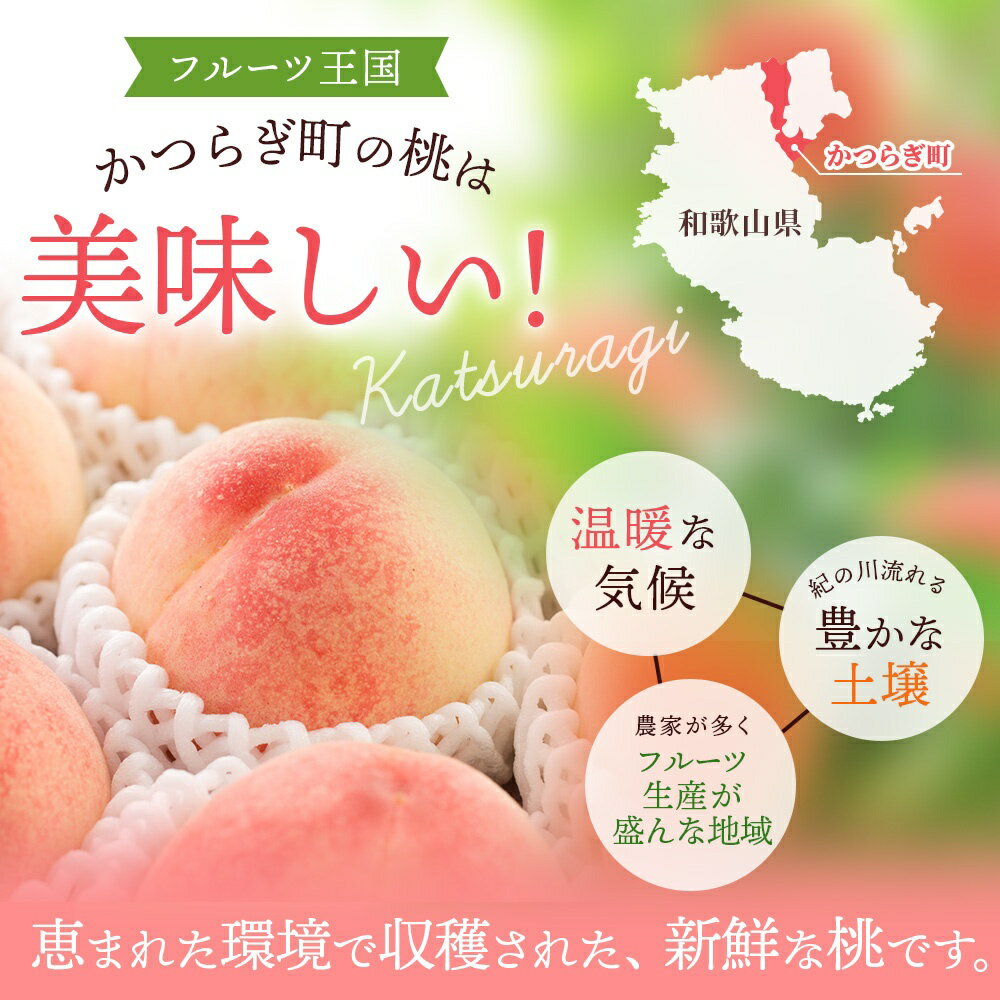 【ふるさと納税】【予約受付】桃の王様【予約受付】こだわり農家厳選 川中島白桃 和歌山産の桃 大玉 特秀品 【選べる容量】 2025年8月初旬頃～2025年8月末頃に順次発送予定（お届け日指定不可）/ 桃 もも 川中島 白桃 フルーツ 果物 くだもの