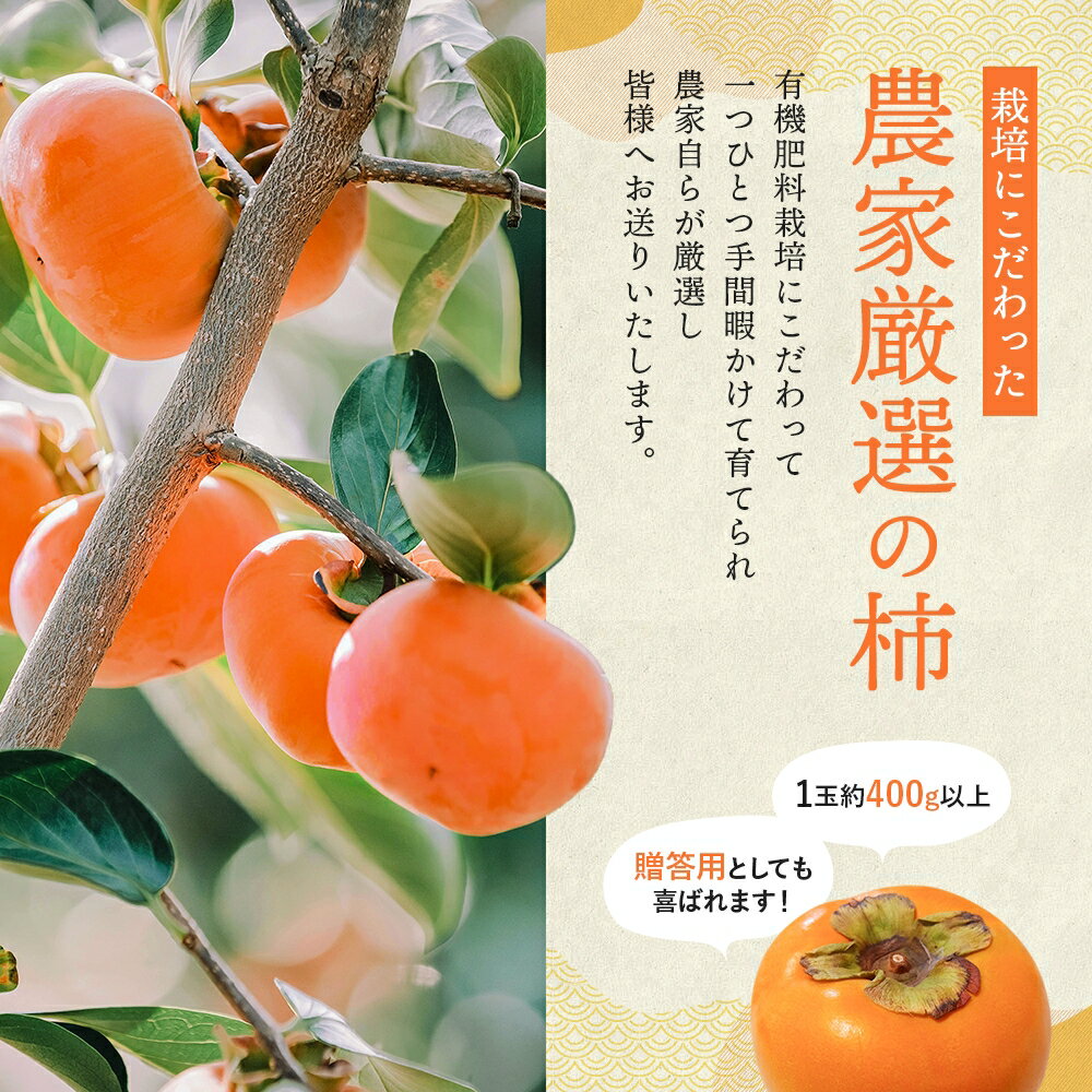 【ふるさと納税】希少な柿【輝太郎】大玉6個～7個 コクのある甘さ！こだわり農家厳選【2025年10月初旬頃から10月下旬頃順次発送】 / 柿 かき 果物 フルーツ 輝太郎 デザート おやつ 和菓子 菓子 お菓子 和歌山産 和歌山県産