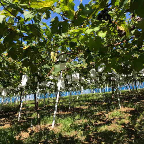 【ふるさと納税】【夏秋の美味】フルーツ王国和歌山の