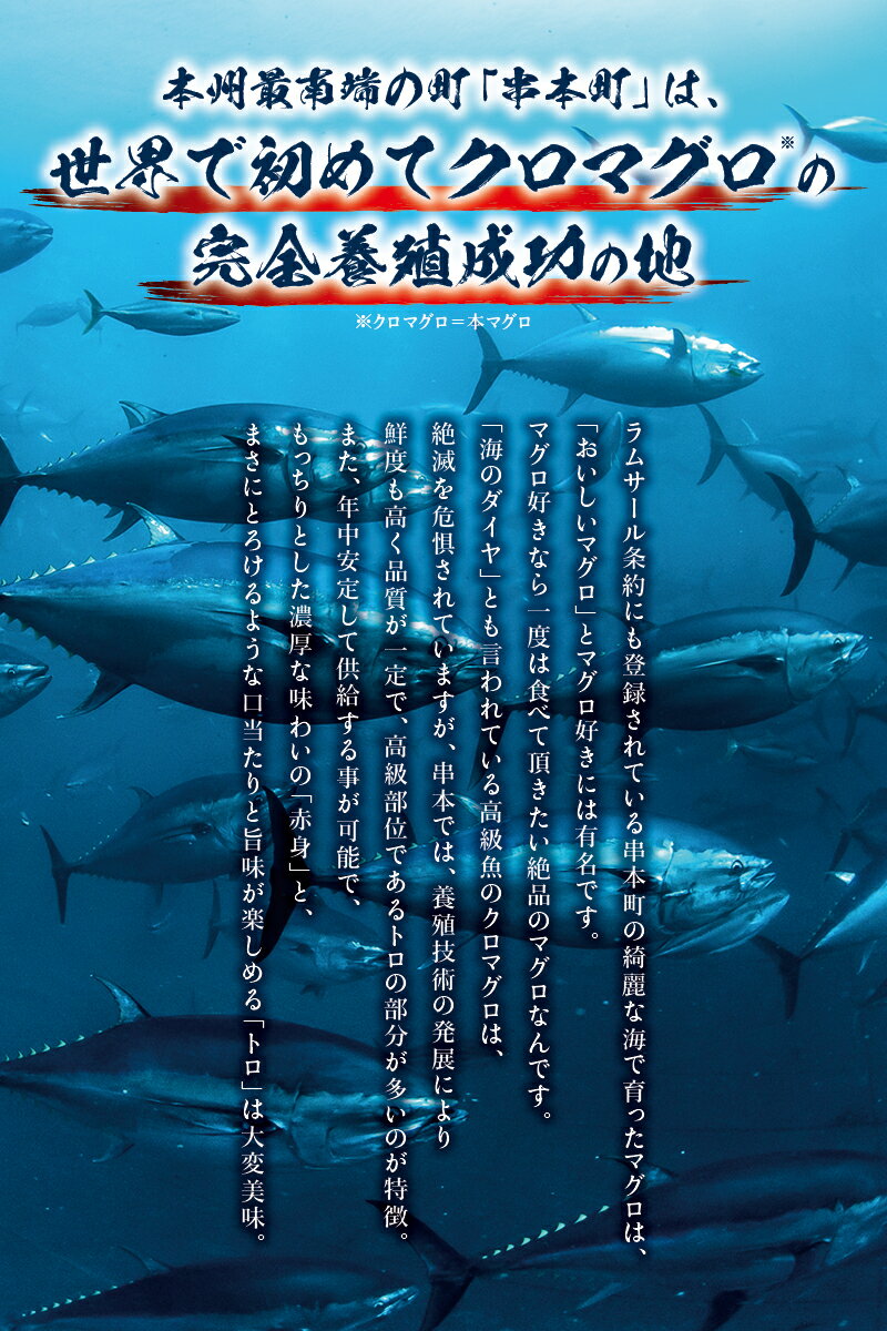 【ふるさと納税】＼まぐろの王様！！もっちり濃厚／ 本マグロ（養殖）トロ＆赤身セット 240g 【発送月が選べる】 / まぐろ マグロ 鮪 赤身 冷凍 中トロ 中とろ 海鮮 柵 まぐろ