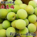 【ふるさと納税】【選べる容量】【和歌山名産】南高梅 約3kg または 約5kg(サイズ混合) ※2026年6月上旬~2026年6月下旬頃に順次発送 / 南高梅 青梅 生梅 完熟 梅干し 和歌山県 紀州 梅酒 梅ジュース 梅シロップ