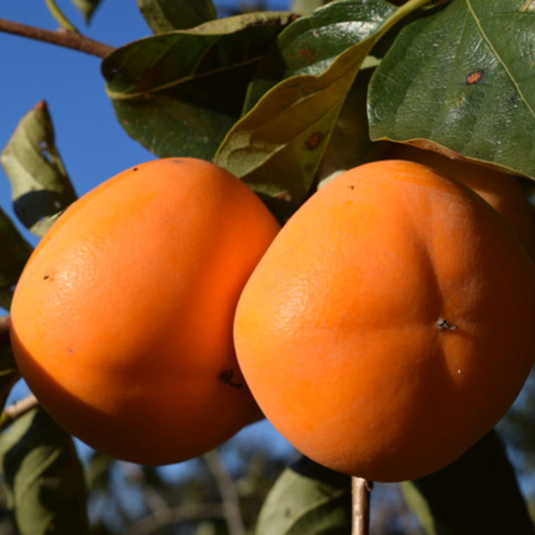 【ふるさと納税】【秋の味覚】和歌山産 の たねなし柿 約7.5kg (L〜4Lサイズおまかせ) ※2026年10月上旬～2026年11月上旬頃順次発送予定（お届け日指定不可）/ かき 柿 種無しかき