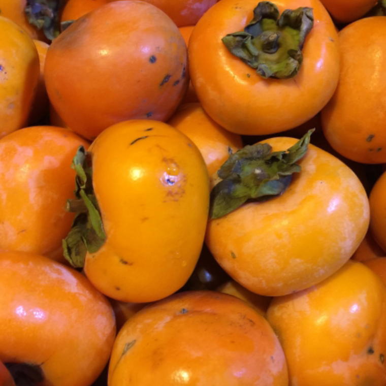 【ふるさと納税】【秋の味覚】和歌山産のたねなし柿ご家庭用約7.5kg※2026年9月中旬～2026年11月上旬頃順次発送予定（お届け日指定不可）