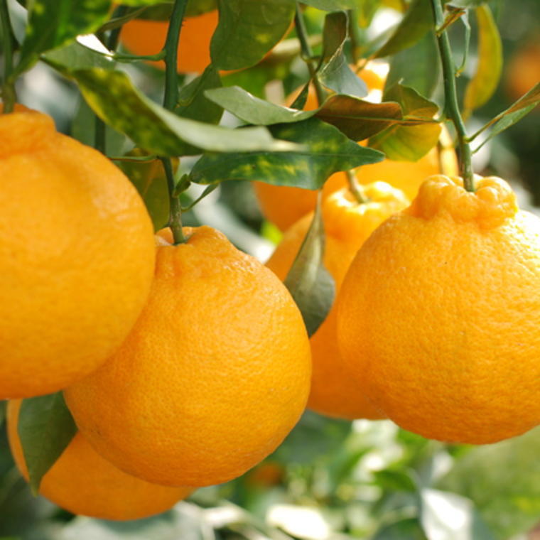 【ふるさと納税】【先行予約】【お味濃厚】紀州有田産の大玉デコポン約5kg（12玉～18玉入り・青秀以上）※2026年1月中旬～2026年3月中旬頃順次発送(お届け日指定不可) / みかん 果物 くだもの デコポン 不知火 柑橘 フルーツ 有田 有田みかん