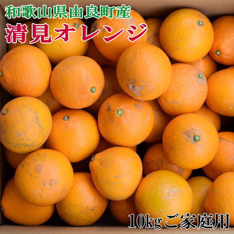 【ふるさと納税】【訳あり・ご家庭用】和歌山由良町産の濃厚清見オレンジ約10kg ※2026年2月中旬~2026年2月下旬頃より順次発送(お届け日指定不可)/ 清見オレンジ オレンジ 和歌山 柑橘 フルーツ 果物 くだもの みかん