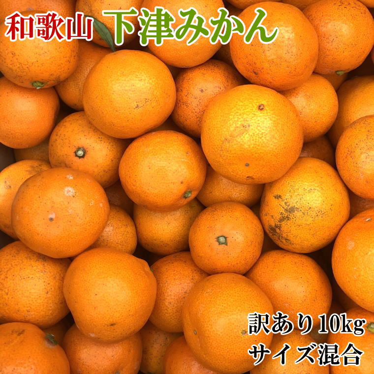 [産直]和歌山下津みかん 10kg(訳ありサイズ混合)[2024年11月中旬〜2025年1月中旬頃に順次発送]