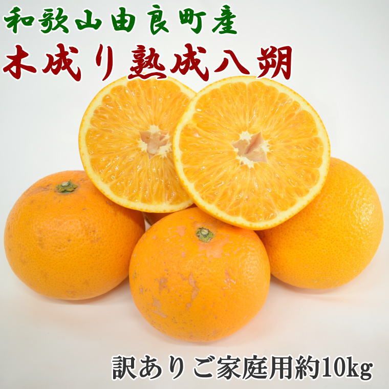 【産直】和歌山由良町産の木成り熟成八朔訳ありご家庭用約10kg（サイズ混合）※2025年3月中旬〜4月下旬頃に発送（お届け日指定不可）