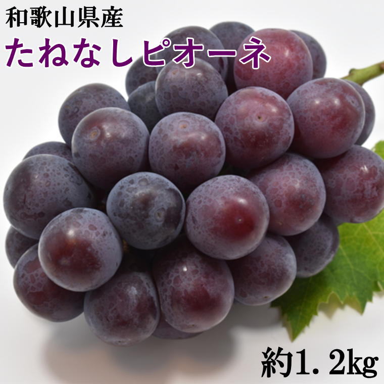【ふるさと納税】【新鮮・産直】和歌山かつらぎ町産たねなしピオーネ約1.2kg※2024年8月中旬~9月下旬頃順次発送※北海道・沖縄・離島配送不可 / 巨峰 先行予約 ぶどう ピオーネ