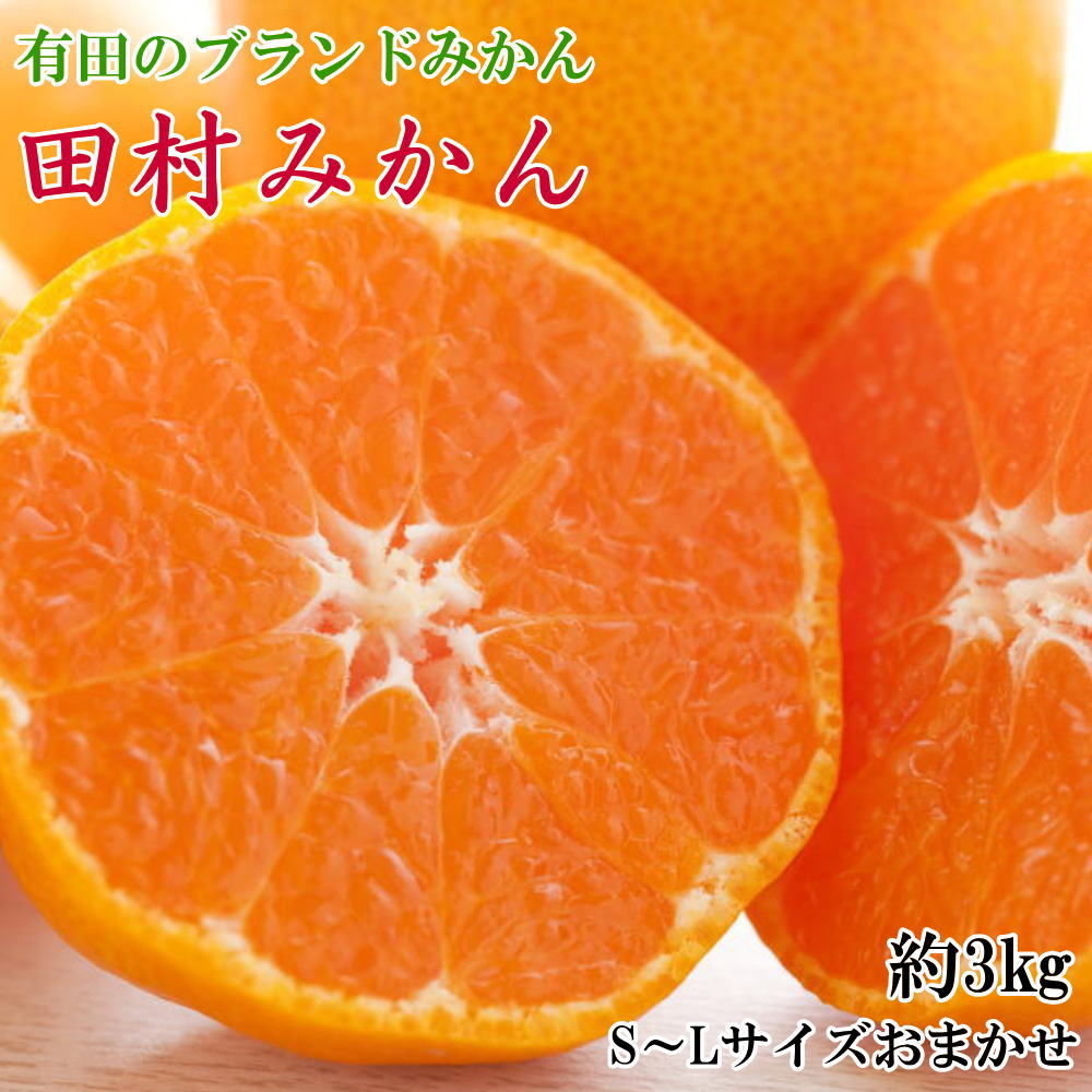 みかん [ブランドみかん]田村みかん約3kg(S.M.Lサイズおまかせ・秀品)※2025年11下旬〜2025年12月下旬頃に順次発送 / 果物 柑橘 有田みかん ミカン オレンジ 和歌山