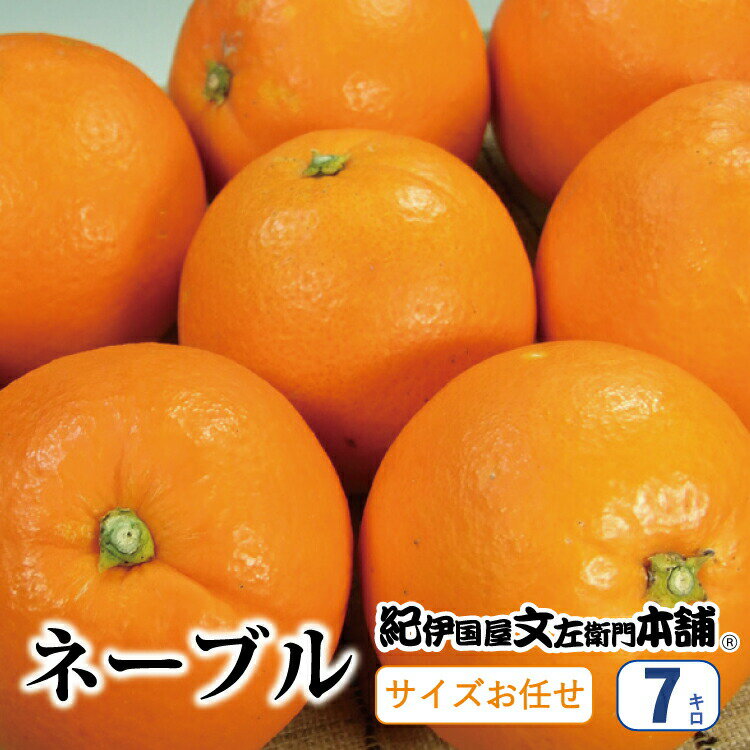 【ふるさと納税】ネーブル約7kg/サイズおまかせ　※2023年1月中旬〜2月上旬頃に順次発送予定（お届け指定日不可）紀伊国屋文左衛門本舗