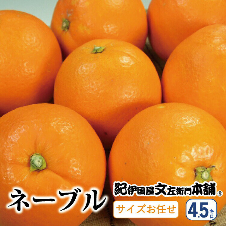 【ふるさと納税】ネーブル約4.5kg/サイズおまかせ　※2024年1月中旬〜2月上旬頃に順次発送予定（お届け指定日不可）紀伊国屋文左衛門本舗 / みかん 蜜柑 くだもの フルーツ 果物 柑橘 先行予約