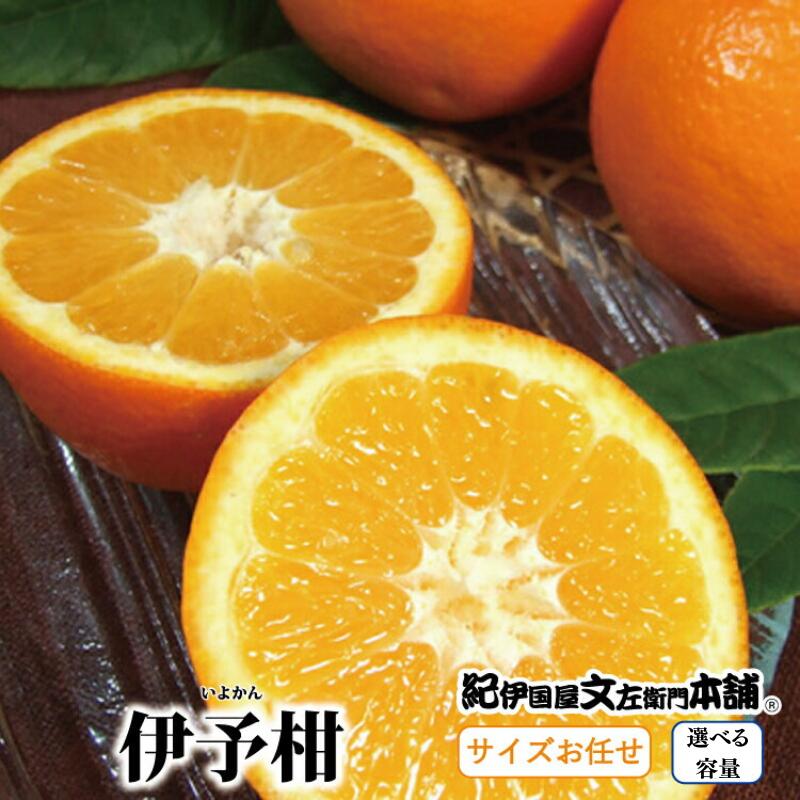 【ふるさと納税】伊予柑(いよかん) 【選べる容量】 / サイズおまかせ ※2026年1月中旬～2026年2月中旬頃に順次発送予定(お届け日指定不可) 紀伊国屋文左衛門本舗 / みかん 蜜柑 くだもの フルーツ 果物 柑橘 先行予約
