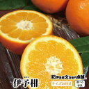 【ふるさと納税】伊予柑(いよかん) 【選べる容量】 / サイズおまかせ ※2026年1月中旬~2026年2月中旬頃に順次発送予定(お届け日指定不可) 紀伊国屋文左衛門本舗 / みかん 蜜柑 くだもの フルーツ 果物 柑橘 先行予約