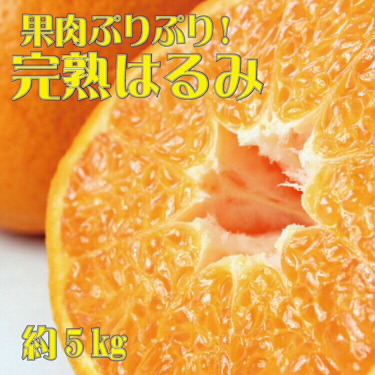 果肉ぷりぷり!完熟はるみ5kg　※2025年2月上旬頃〜2025年2月下旬頃に順次発送予定(お届け日指定不可)