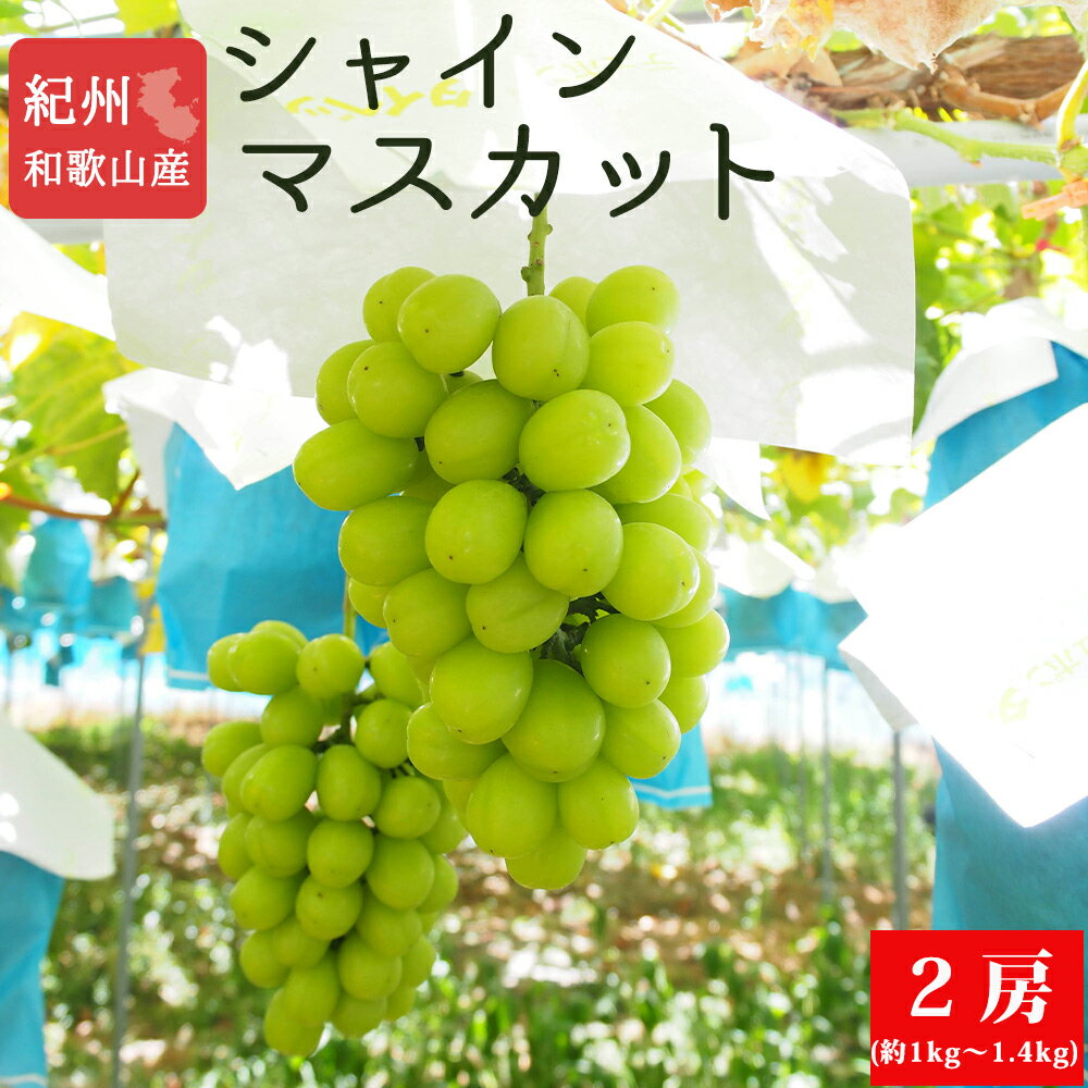 【ふるさと納税】 紀州和歌山産シャインマスカット2房(約1kg〜1.4kg) ※2025年8月中旬頃〜2025年9月上旬頃に順次発送予定 / マスカット 種無し フルーツ 果物 くだもの