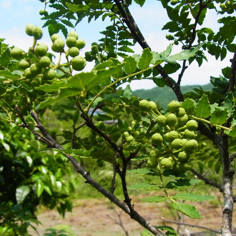 【ふるさと納税】冷凍ぶどう生実山椒 500g / 山椒 野菜 冷凍 香辛料 調味料 スパイス 青実山椒 冷凍便