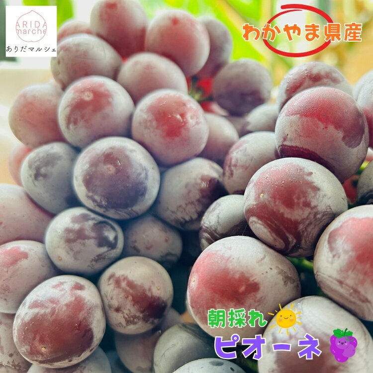 【ふるさと納税】 和歌山の ピオーネ 約1.2kg(2〜3房) 約2kg(3～5房) 約2.5kg(3～5房) 約2.8kg(3～5房) 【2026年8月下旬〜9月下旬頃発送予定】 | 先行予約 ぶどう 葡萄 果物 フルーツ 甘い | フルーツ 果物 くだもの 食品 人気 おすすめ 産地直送 送料無料