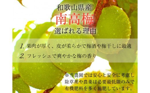【ふるさと納税】【梅干・梅酒用】（3Lまたは2L－10Kg）熟南高梅＜2025年6月上旬～7月7日発送予定＞【ART05】