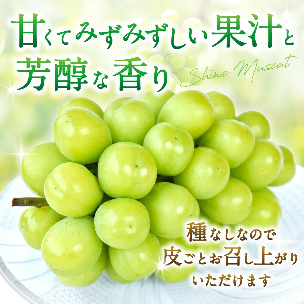 【ふるさと納税】 先行予約！ブドウ　シャインマスカット秀品　2房（約1.2kg）こだわり農家厳選！【2026年8月末から9月末順次発送】