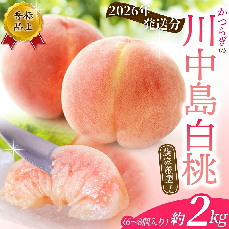 【ふるさと納税】 【先行予約】 桃 川中島白桃 約2kg 6〜8個入 ☆秀品☆ 【2026年7月末頃から順次発送】こだわり農家厳選 もも モモ 果物 くだもの フルーツ 先行予約 白桃 人気 和歌山の桃 贈答 贈り物 数量限定 お取り寄せ かつらぎ町 くしがきの里 送料無料 【KG13】