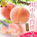 【ふるさと納税】 【先行予約】 桃 川中島白桃 約2kg 6~8個入 ☆秀品☆ 【2026年7月末頃から順次発送】こだわり農家厳選 もも モモ 果物 くだもの フルーツ 先行予約 白桃 人気 和歌山の桃 贈答 贈り物 数量限定 お取り寄せ かつらぎ町 くしがきの里 送料無料 【KG13】