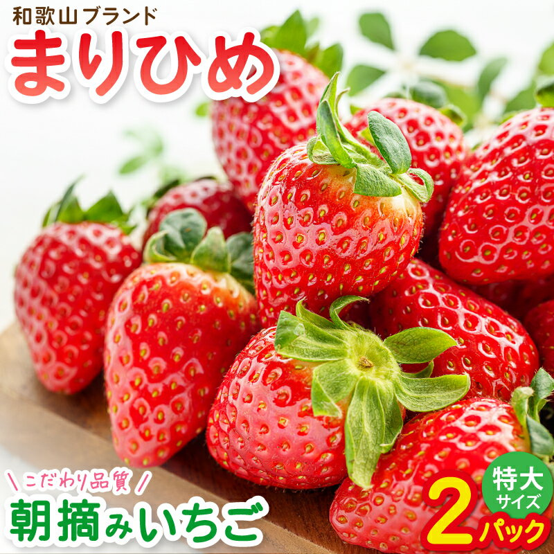 特大まりひめイチゴ 朝摘 6個〜11個入×2パック[2026年1月中旬〜3月末頃に順次発送][先行予約][KT3]