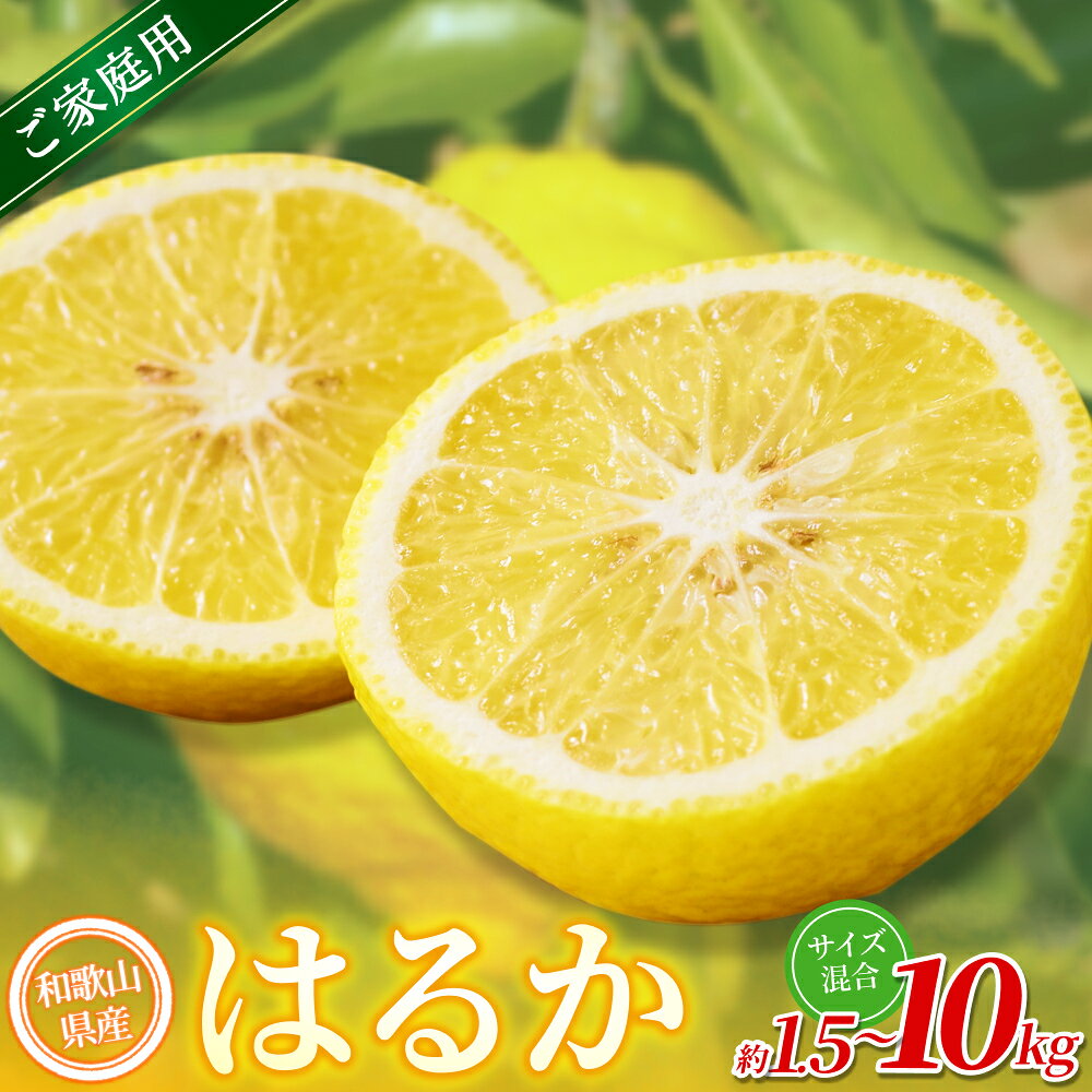 [家庭用] 森本農園の手選別 はるか 約1.5kg 約5kg 約10kg 和歌山県産 サイズ混合 [北海道・沖縄・離島配送不可][2027年3月上旬〜2027年4月上旬頃に順次発送]