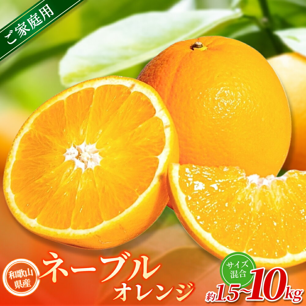 [家庭用] 森本農園の手選別 ネーブルオレンジ 約1.5〜10kg 和歌山県産 サイズ混合 [北海道・沖縄・離島配送不可][2026年1月上旬〜2月中旬頃に順次発送][RN16]