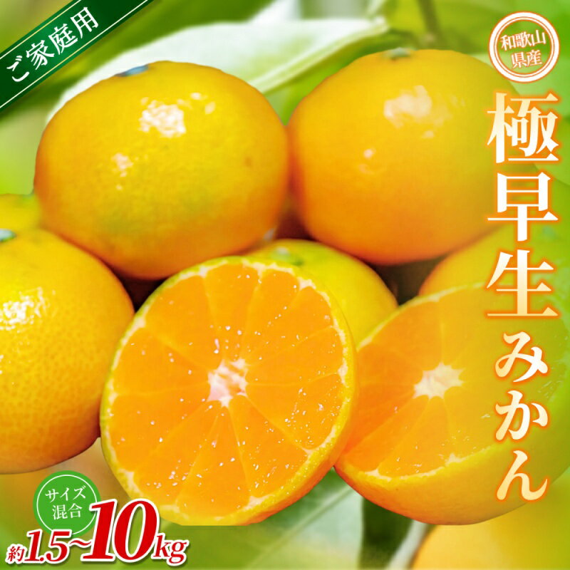 [家庭用] 森本農園の手選別 極早生みかん 約1.5〜10kg 和歌山県産 2S~2Lサイズ混合 [北海道・沖縄・離島配送不可][2025年11月上旬〜2026年2月中旬ごろに順次発送][RN6] | みかん 蜜柑 フルーツ 果物 くだもの 食品 人気 おすすめ 送料無料