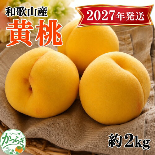 人気 和歌山県産 黄桃（つきあかり、ゆめおうみ）約2kg【数量限定】 【2027年7月中旬～2027年7月下旬頃に順次発送予定】| もも 桃 モモ 黄金桃 甘い ジューシー ふるさと納税 和歌山 先行予約 果物 品種 送料無料 産地直送 絶品 濃厚 特産品 名産品