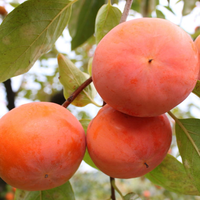 【ふるさと納税】 [柿の名産地]九度山の富有柿約7.5kgサイズおまかせ【2026年11月中旬～2026年12月上旬ごろ順次発送】 | フルーツ 果物 くだもの 食品 人気 おすすめ 送料無料