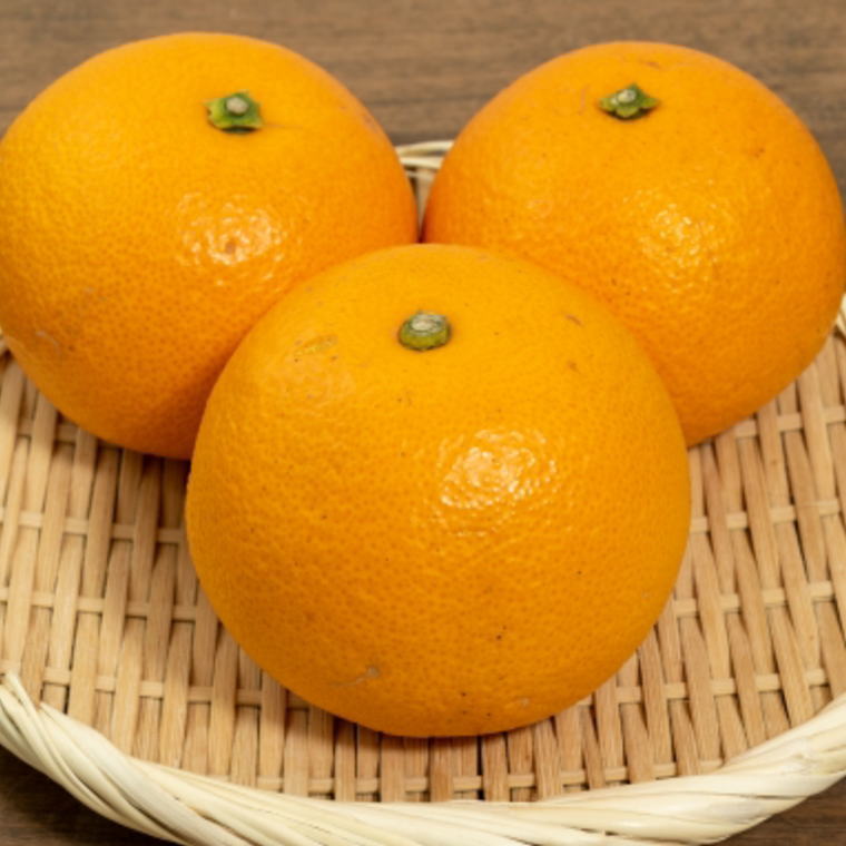 【ふるさと納税】 【希少品】和歌山県産紅八朔約5kg（サイズ混合）【2026年1月下旬〜2026年2月中旬頃順次発送】【先行予約】【TM88】