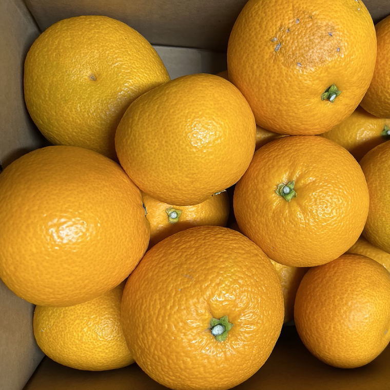 【ふるさと納税】 【希少品】和歌山県産紅八朔約5kg（サイズ混合）【2026年1月下旬〜2026年2月中旬頃順次発送】【先行予約】【TM88】