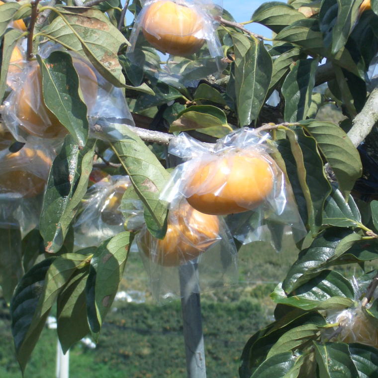 和歌山県かつらぎ町の画像3