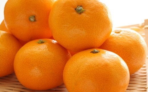 【ふるさと納税】【産直・秀品】和歌山下津みかん約5kg(SサイズまたはMサイズのいずれかをお届け) ★2025年11月中旬頃～2026年1月中旬に順次発送【TM73】