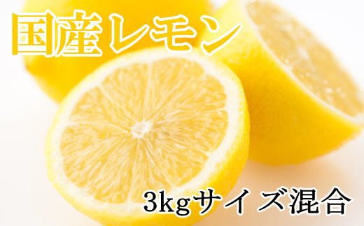 【産直】和歌山産レモン約3kg（サイズ混合）【2025年3月中旬頃より順次発送】【TM150】