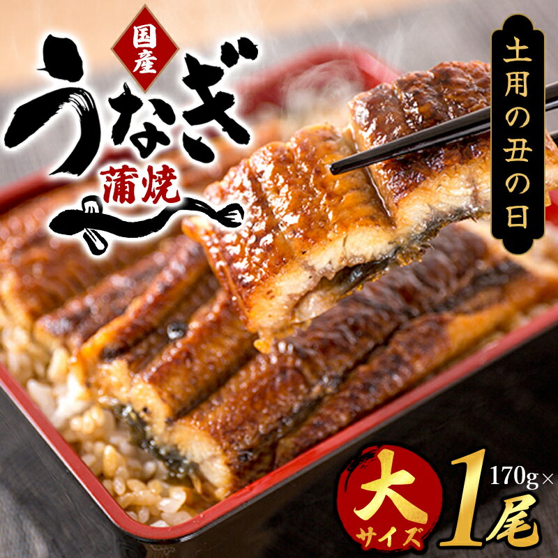 大型サイズ ふっくら柔らか 国産うなぎ蒲焼き 1尾(約2人前)化粧箱入[土用の丑の日までにお届け][UT04]