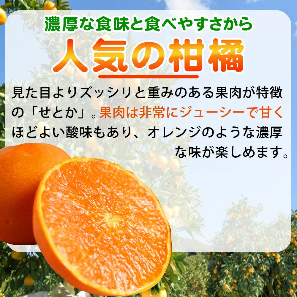 【ふるさと納税】 紀州和歌山産 せとか 約3kg 【2026年2月下旬頃〜2026年3月下旬頃発送予定】【先行予約】 | フルーツ 果物 くだもの 食品 人気 おすすめ 送料無料 産地直送