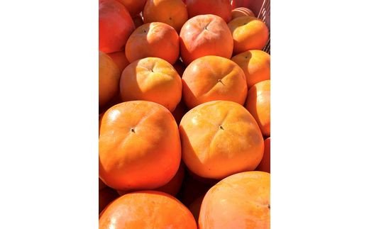 【ふるさと納税】 【訳あり・ご家庭用】平核無柿（ひらたねなしがき）約7.5kg 和歌山秋の味覚【2026年10月上旬頃～11月上旬頃に順次発送予定】【UT32w】