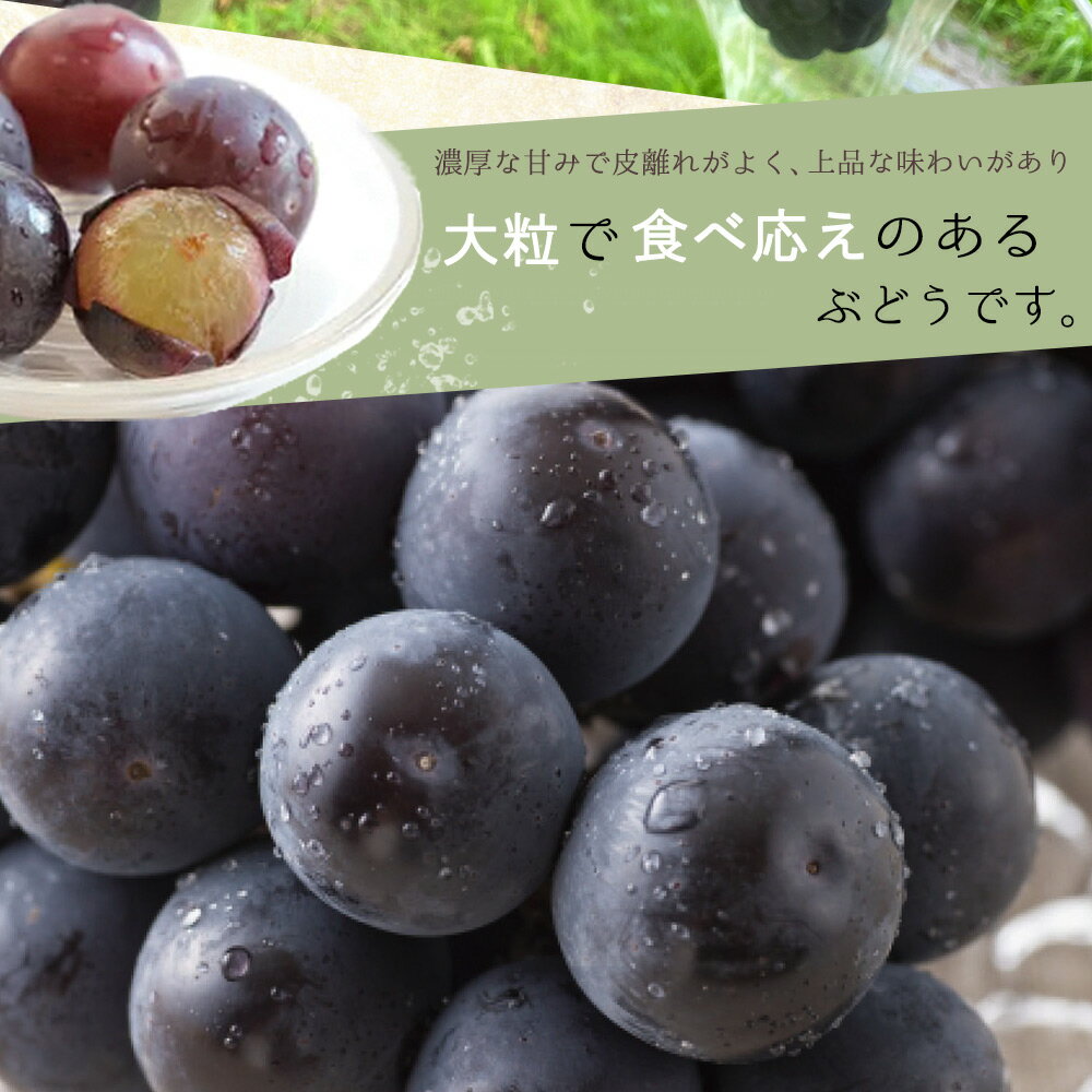 【ふるさと納税】ピオーネ 約2kg　紀州和歌山 かつらぎ産【2025年8月下旬頃から9月下旬頃発送予定】【UT119】