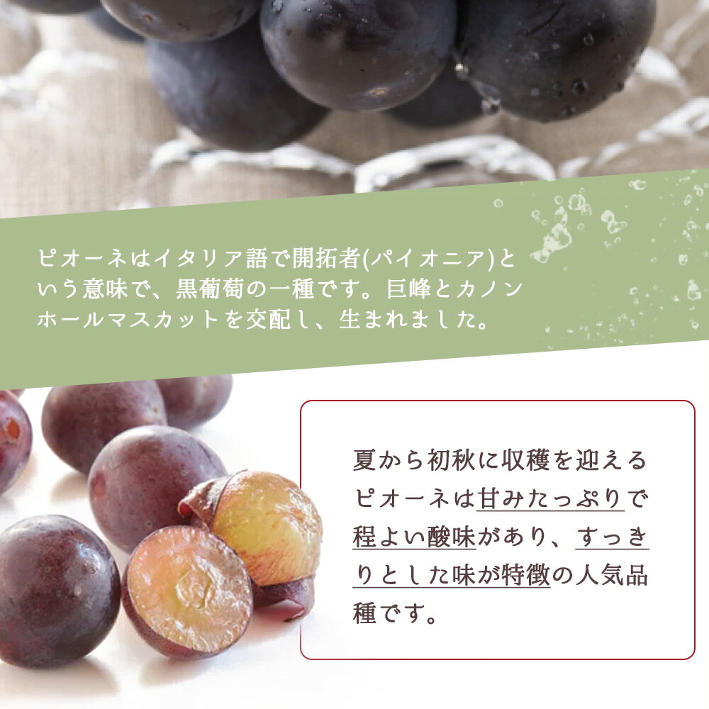 【ふるさと納税】ピオーネ 約2kg　紀州和歌山 かつらぎ産【2025年8月下旬頃から9月下旬頃発送予定】【UT119】