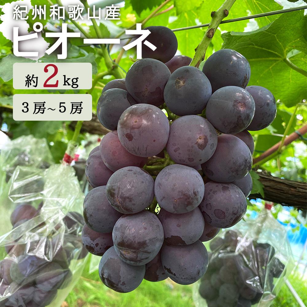 ピオーネ 約2kg　紀州和歌山 かつらぎ産【2024/8/10～2024/9/10頃発送予定】