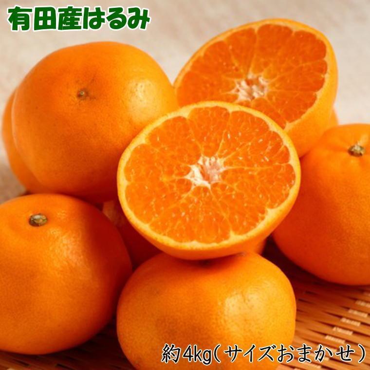 26位! 口コミ数「0件」評価「0」【厳選・濃厚】紀州有田産のはるみ約4kg(サイズおまかせ) ★2025年1月中旬頃より順次発送【TM27】 | フルーツ 果物 くだもの 食･･･ 