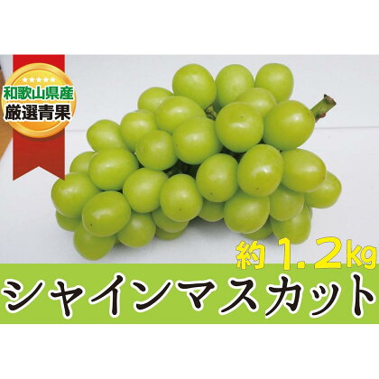 シャインマスカット 約1.2kg ★産地直送★ 8月下旬以降発送【2024年9月上旬～2024年9月中旬発送】 | 果物 フルーツ ぶどう 葡萄 ブドウ　ピオーネ　瀬戸ジャイアンツ スイーツ かつらぎ町産 青果 食品 人気 おすすめ 送料無料