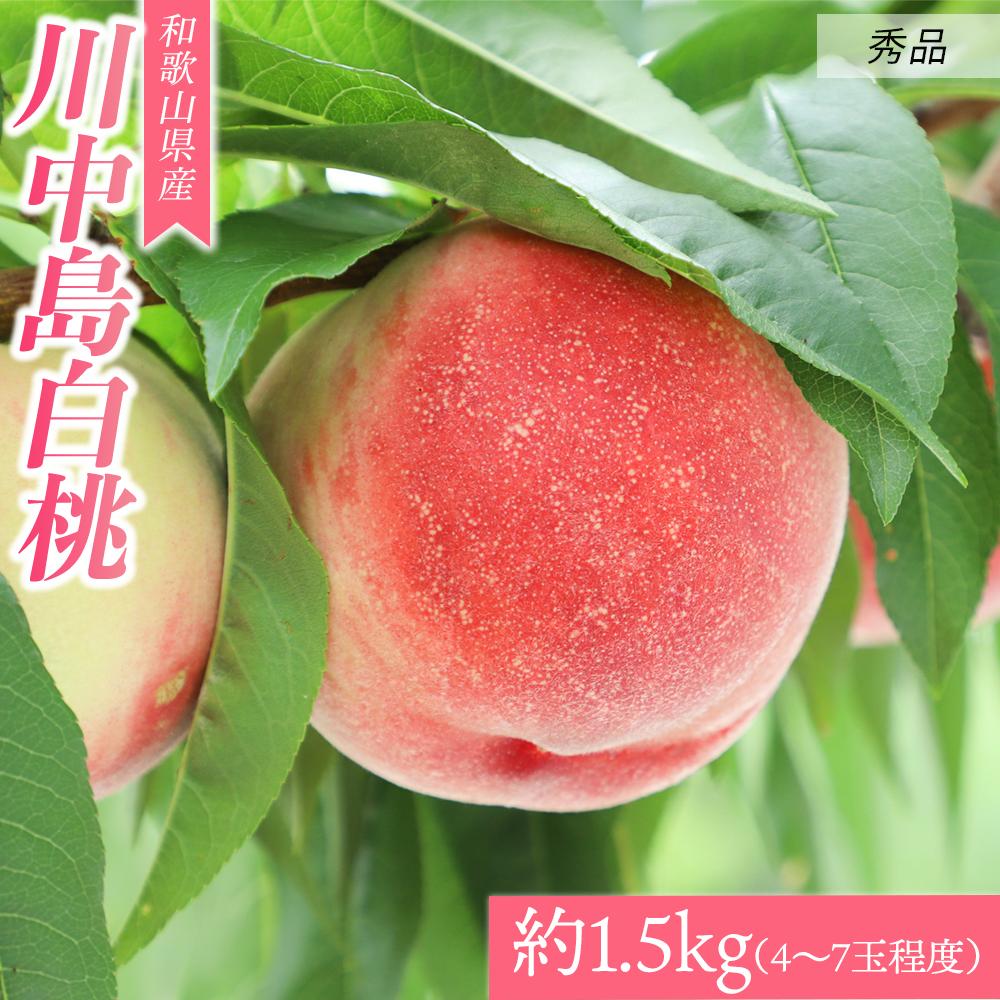 11位! 口コミ数「0件」評価「0」和歌山県産 川中島白桃《秀品》 約1.5kg（4～7玉程度）【7月下旬より発送】【MG31】 | フルーツ 果物 くだもの 食品 人気 おす･･･ 