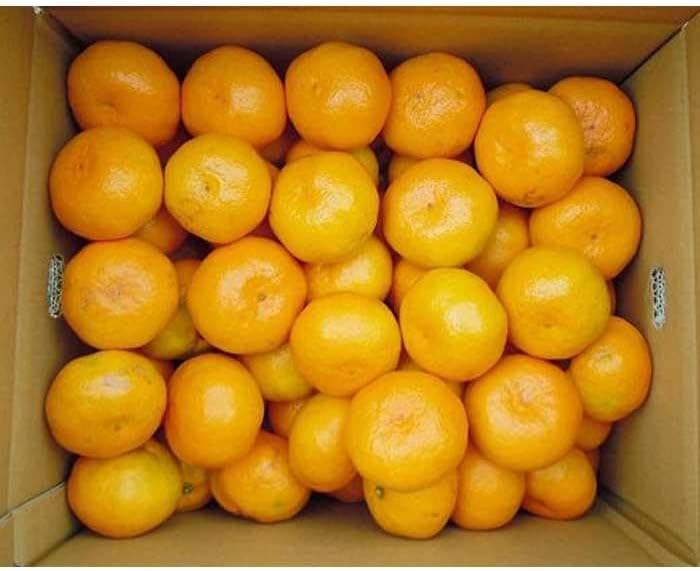 【ふるさと納税】 【太陽の恵み】和歌山みかん(約5kg) 【2025年12月上旬～2026年1月下旬発送】