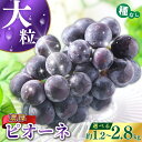 【ふるさと納税】 【甘さとみずみずしさが自慢】種なしピオーネ<ぶどう 約1.2kg 約2kg 約2.5kg 約2.8kg >【2025年8月下旬~9月中旬頃発送予定】 | 果物 フルーツ ぶどう 葡萄 ブドウ スイーツ かつらぎ町産 青果 食品 人気 おすすめ 送料無料